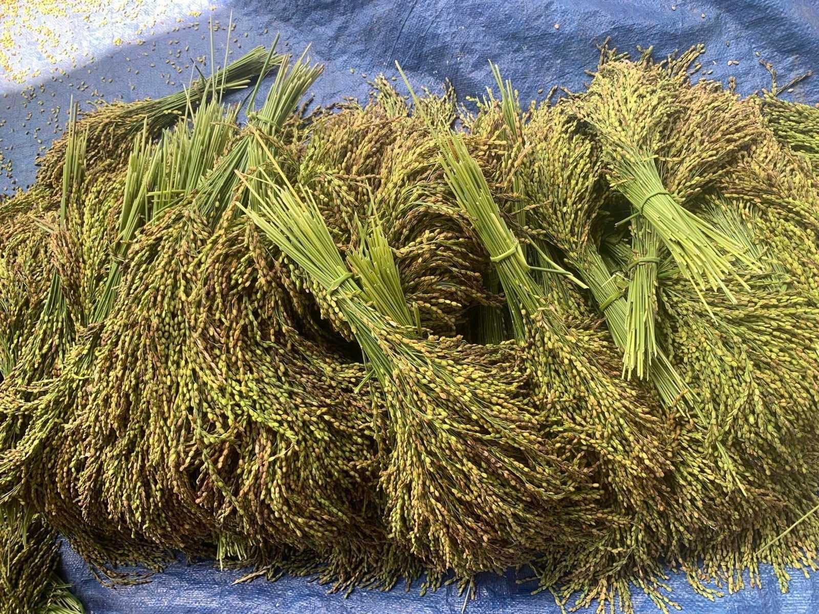 cốm tú lệ